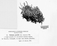 Cladonia gracilis var. aspera image